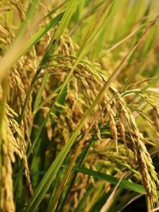 入城口30万㎡彩色水稻飘香