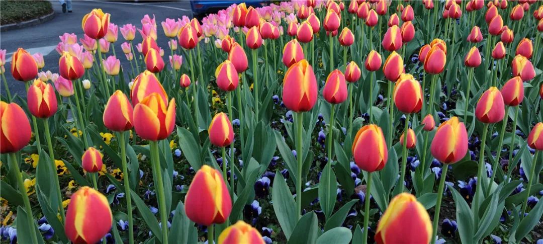 3809862266_54780771494_retouch_2022032115262988.jpg 图片