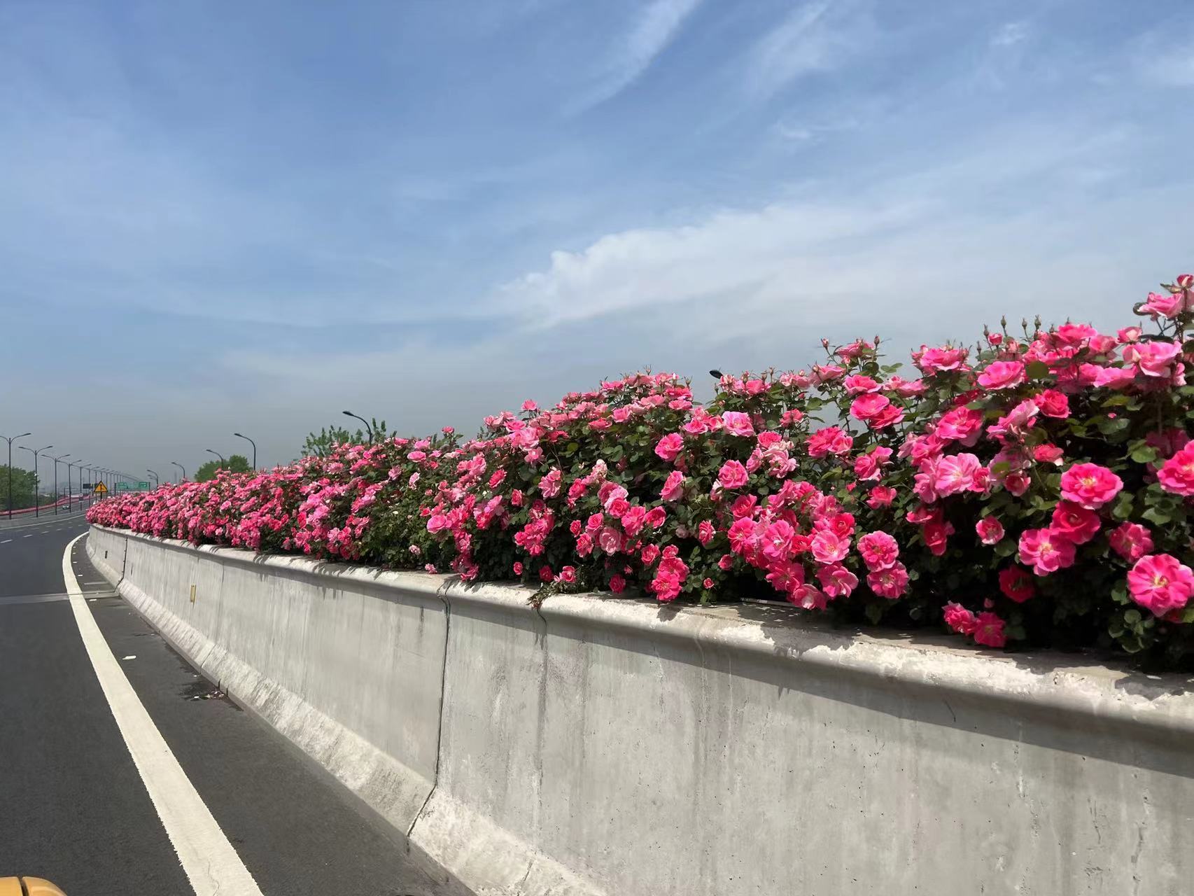 高架月季.jpg 高架月季.jpg